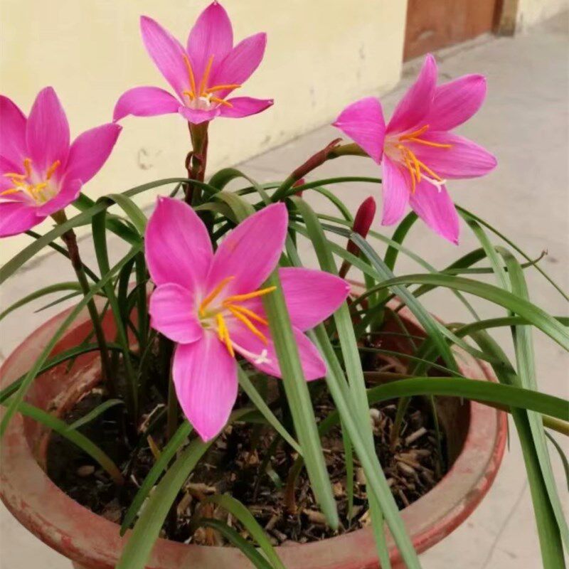 葱兰花苗风雨兰韭兰花韭菜莲石蒜花 花卉室内外观花植物兰花