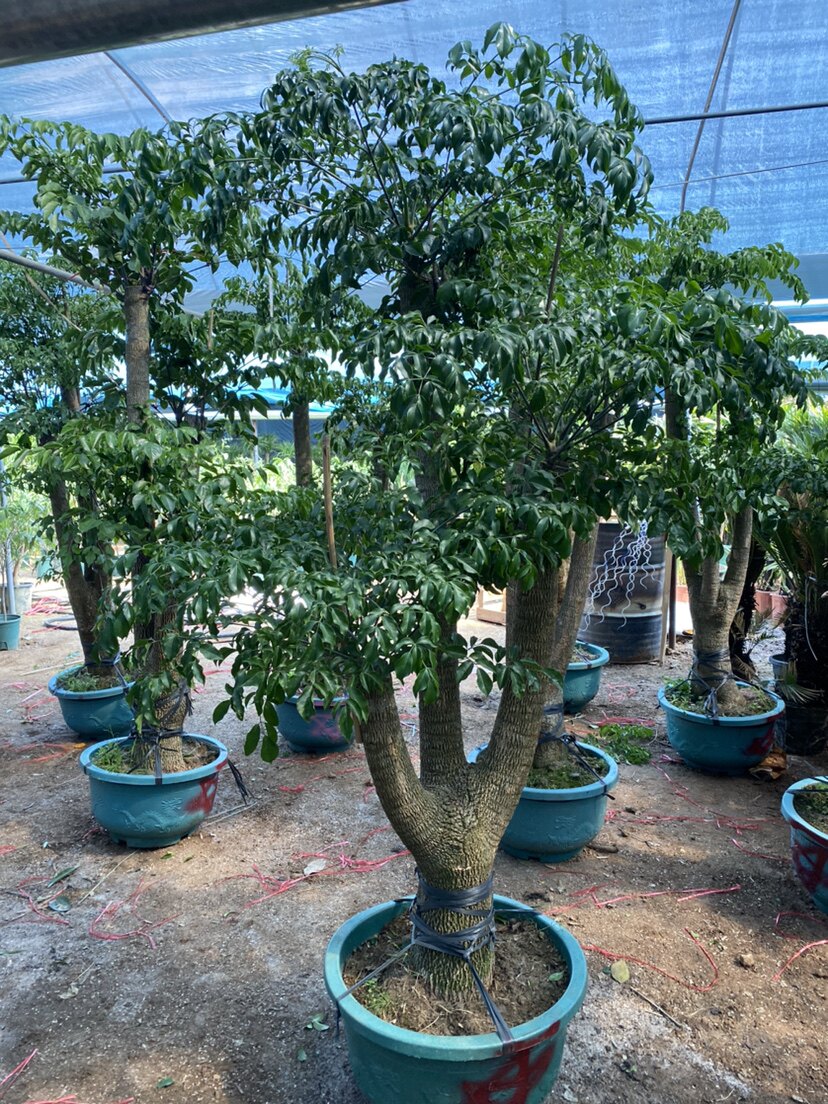 幌伞枫幸福树盆栽客厅办公室大型绿植新房吸甲醛净化空气好养花卉