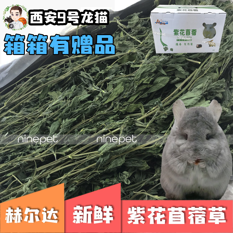 包邮赫尔达紫花苜蓿兔兔提摩西
