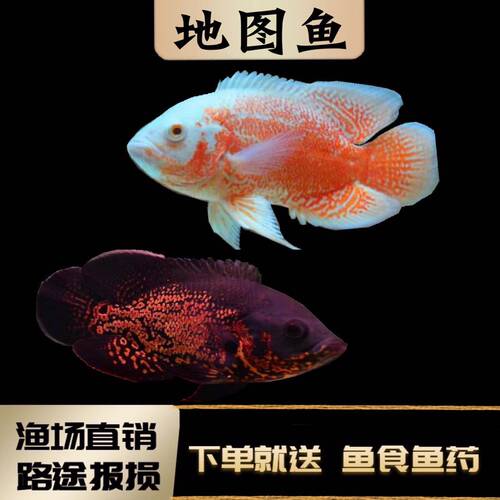 猪仔中大型热带宠物包邮地图鱼