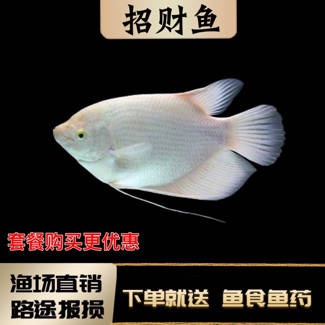 战船鱼活体大型古代招财风水鱼热鱼