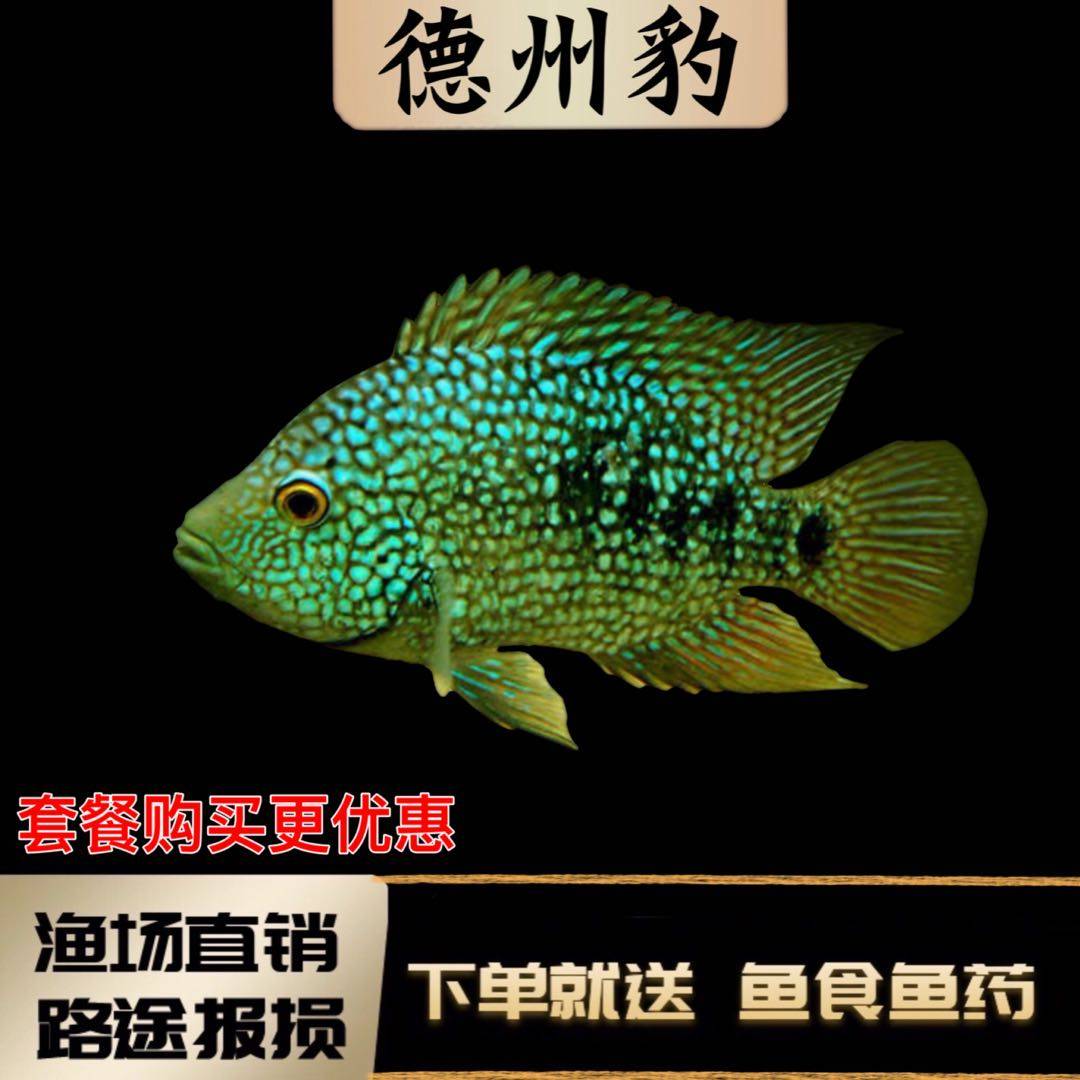 德州豹鱼绿巨人鱼德萨斯豹鱼慈鲷鱼凶猛鱼观赏热带鱼发财鱼风水鱼