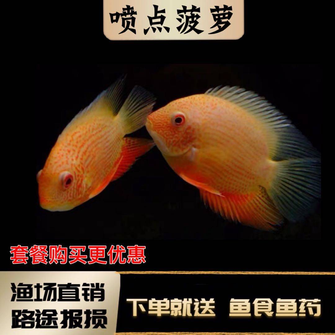 金菠萝喷点菠萝鱼 热带鱼活体 水族宠物鱼淡水鱼中型鱼 活体鱼苗