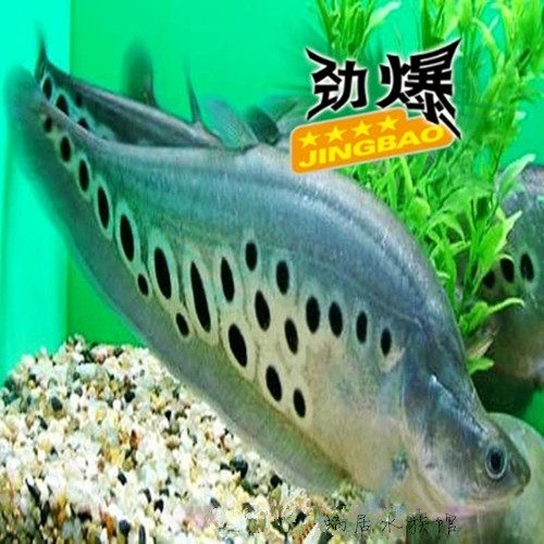 大型热带淡水宠物观赏鱼活体东阳七星刀小丑魔鬼刀鱼