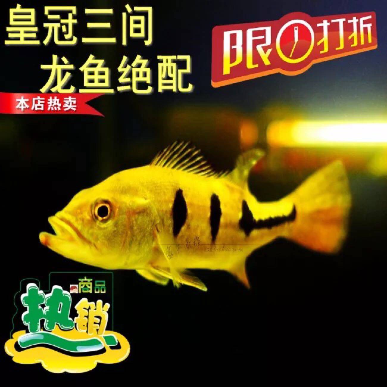 热带鱼中大型野生帝王三间巴西亚活体金老虎发财鱼龙鱼混养包活