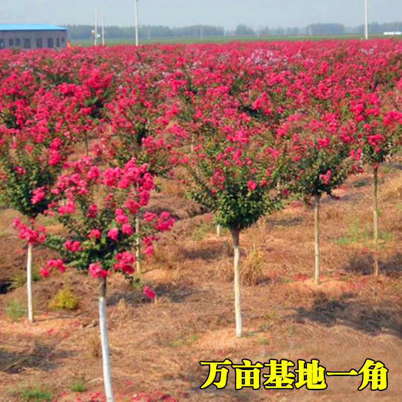 紫薇树苗红花紫薇小苗紫薇花苗红桌面绿植