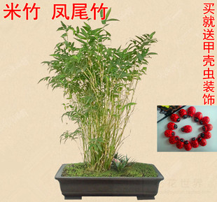 桌面盆景竹子慈孝竹苗 观赏竹 米竹 凤尾竹 观音竹琴丝竹绿植盆栽
