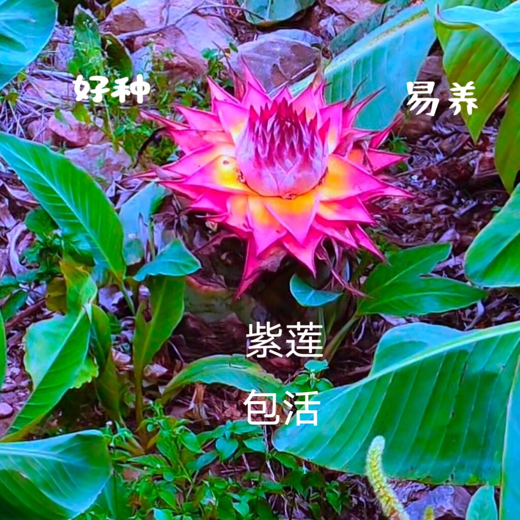 地涌金莲紫莲青莲红莲好养大型盆栽绿植花卉带花苞易栽室内外新品