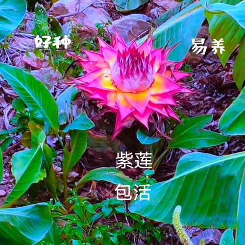 紫莲地涌金莲室内外四季花卉包活