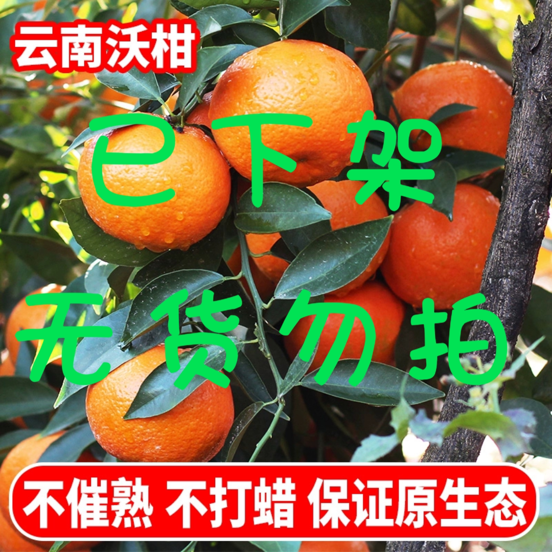 云南沃柑 露天新鲜高原沃柑 多桔子