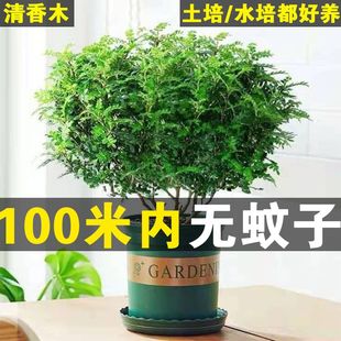 .新客.专.享 老桩正宗胡椒木树苗盆景防蚊植物桌面室内驱蚊草