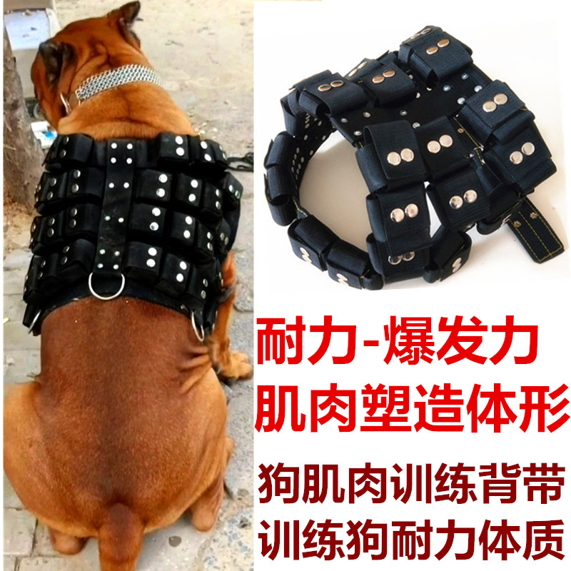 负重背带斗狗杜高练肌肉比特犬