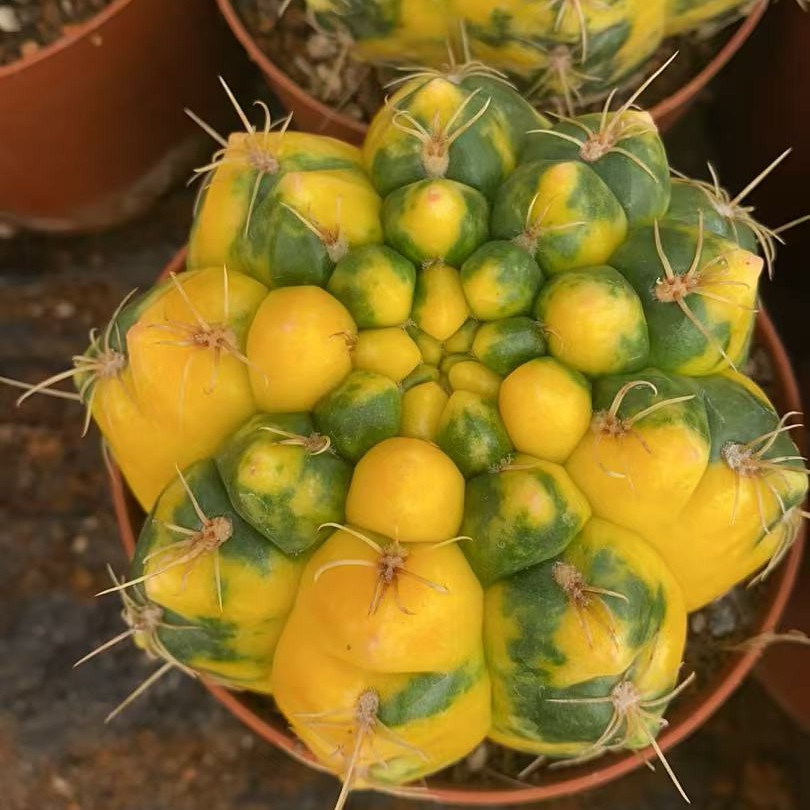 新品天王锦仙人球室内阳台防辐射含盆带土栽好包邮