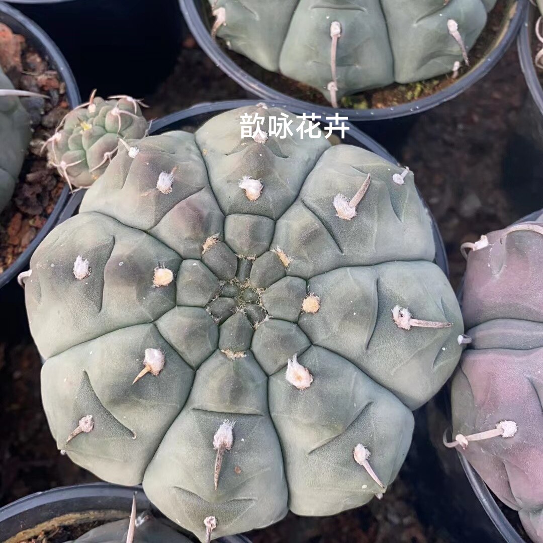 实生一本刺仙人球稀有植物室内阳台含盆带土栽好包邮