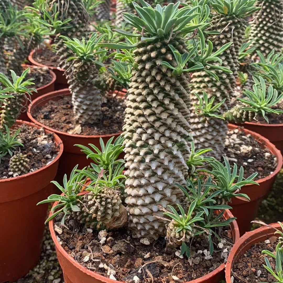 铁甲麒麟韩国进口块根植物铁甲丸办公室内室外含盆带土栽好包邮