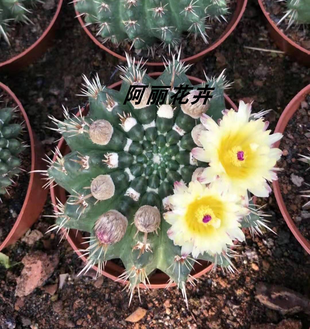 狮子王仙人球易开花植物办公室内阳台绿植含盆带土栽好包邮