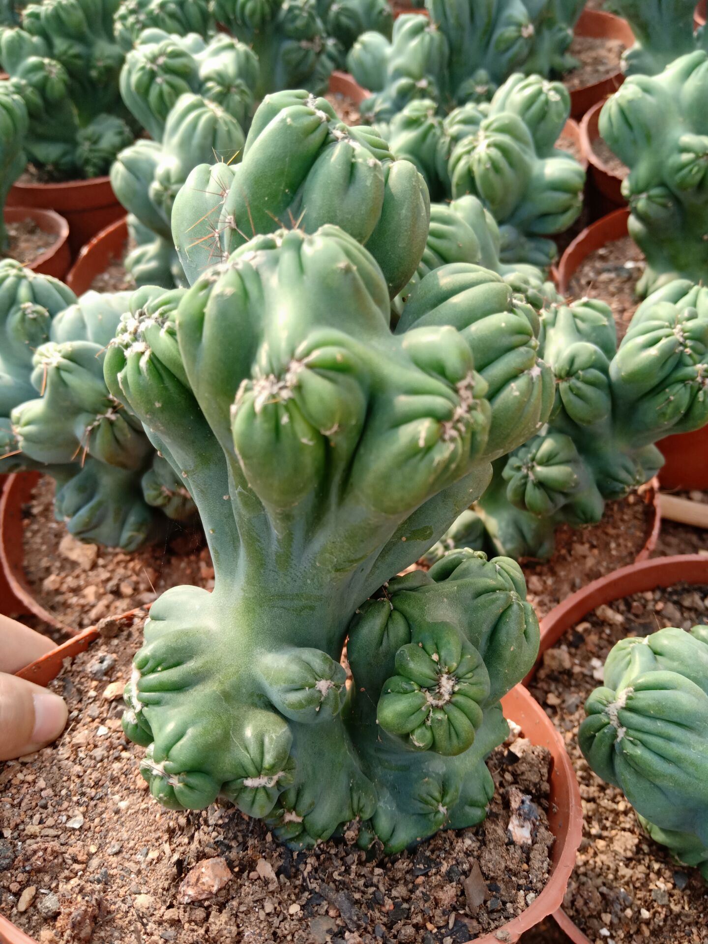 紫云罗汉仙人掌沙生类多肉植物盆栽办公室内阳台含盆带土栽好包邮