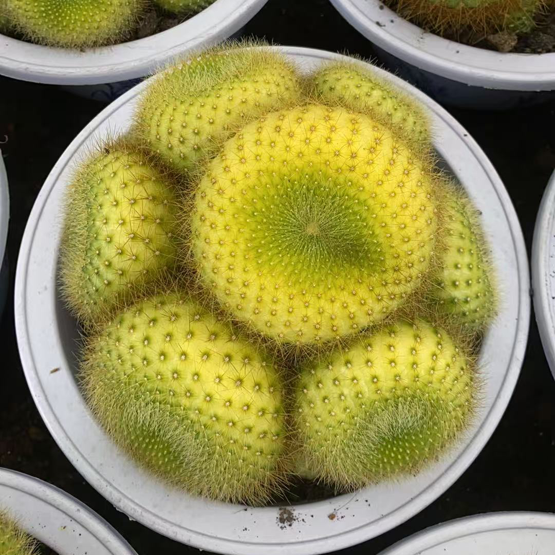 新款超大多头金雪光仙人球室内阳台含盆带土栽好包邮