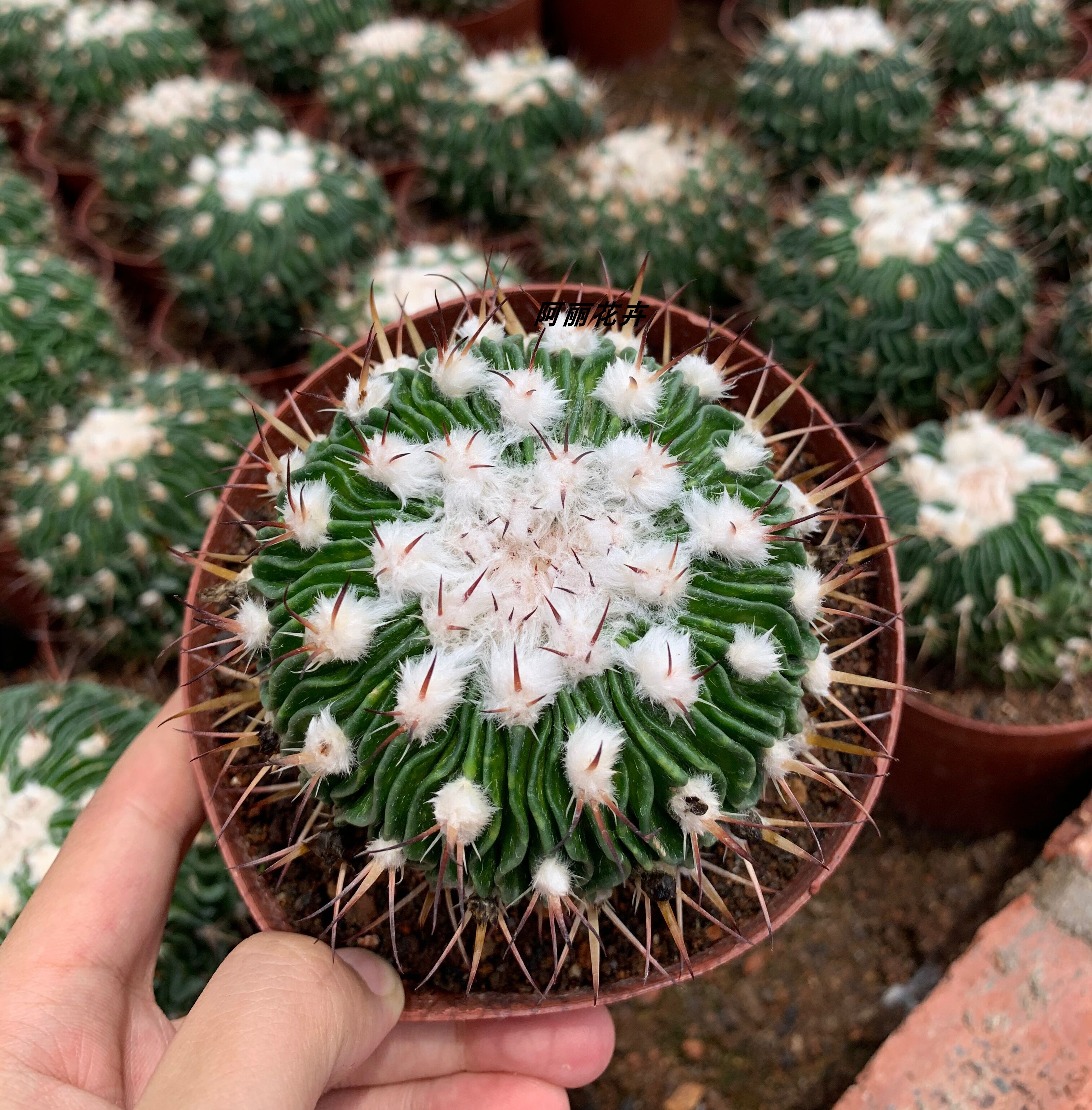 超大仙人球多凌玉易养易开花办公室内防辐射含盆带土栽好包邮