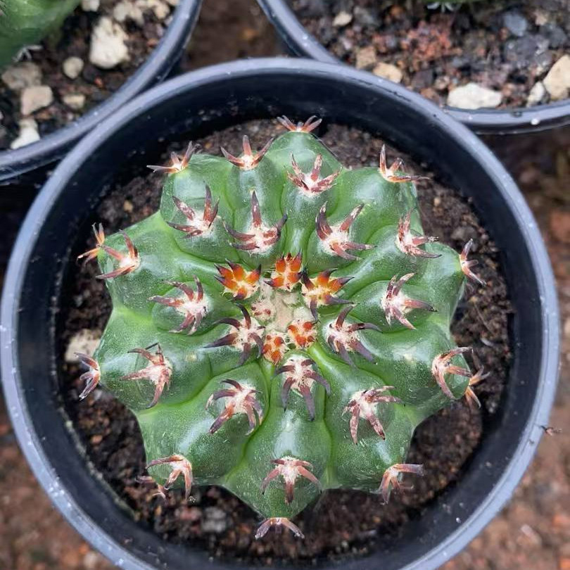 猫爪圆盘玉实生仙人球多肉植物盆栽含盆带土包邮