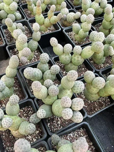 多头习志野团扇仙人球侧芽超萌仙人掌多肉植物肉肉盆栽绿植室内