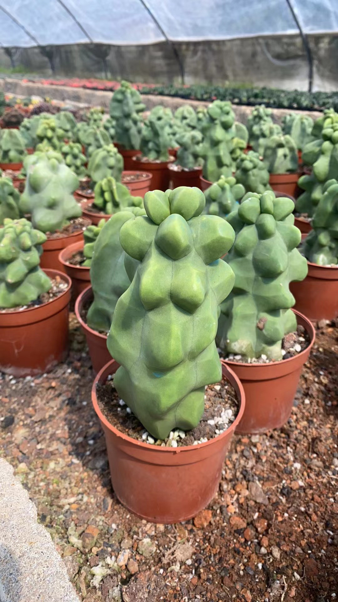 上帝阁石化仙人柱 奇趣多肉植物仙人掌科办公室阳台盆栽