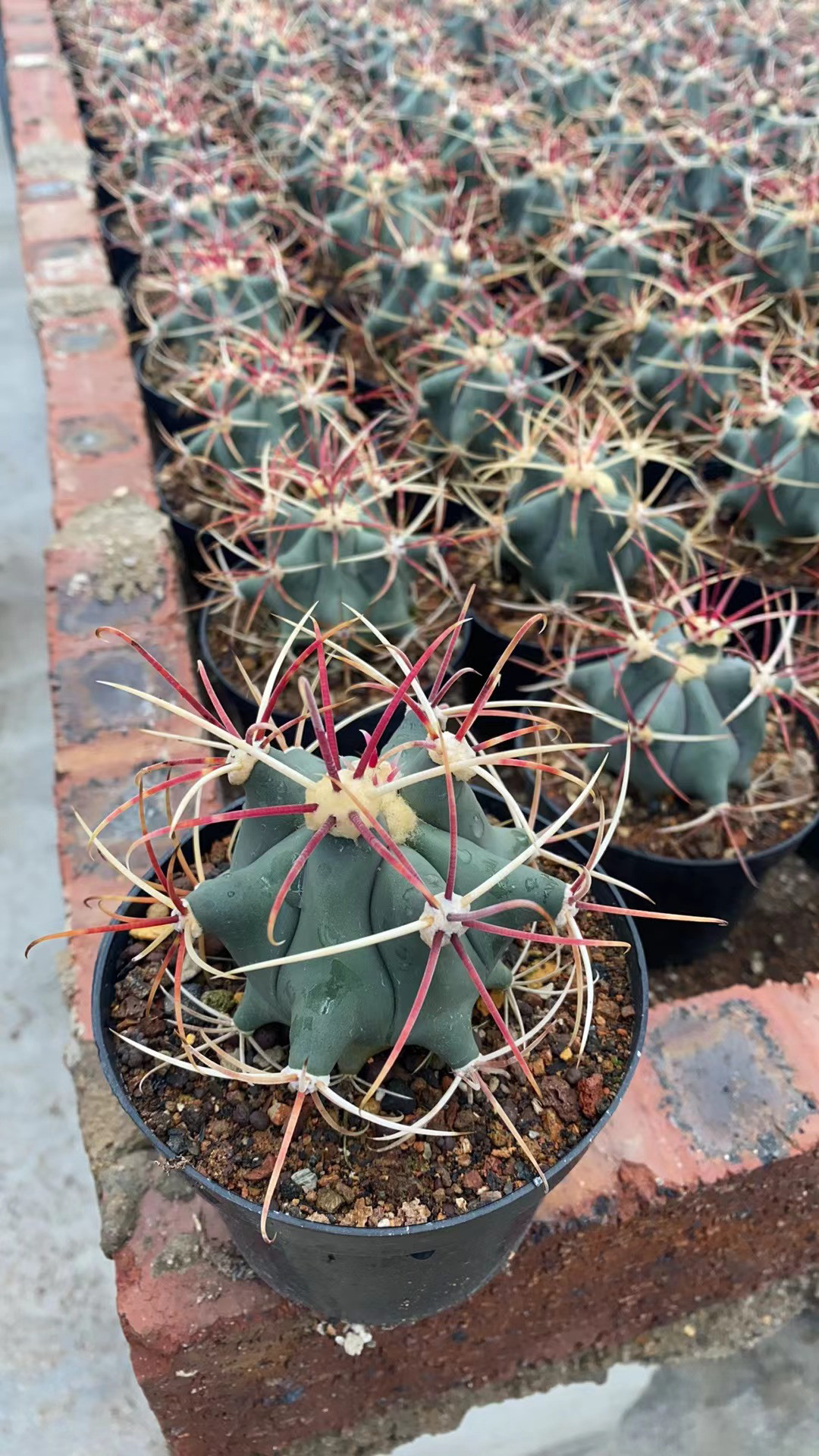 实生神仙玉【江守玉】仙人球红刺硬刺狂野仙人掌防辐射植物多肉