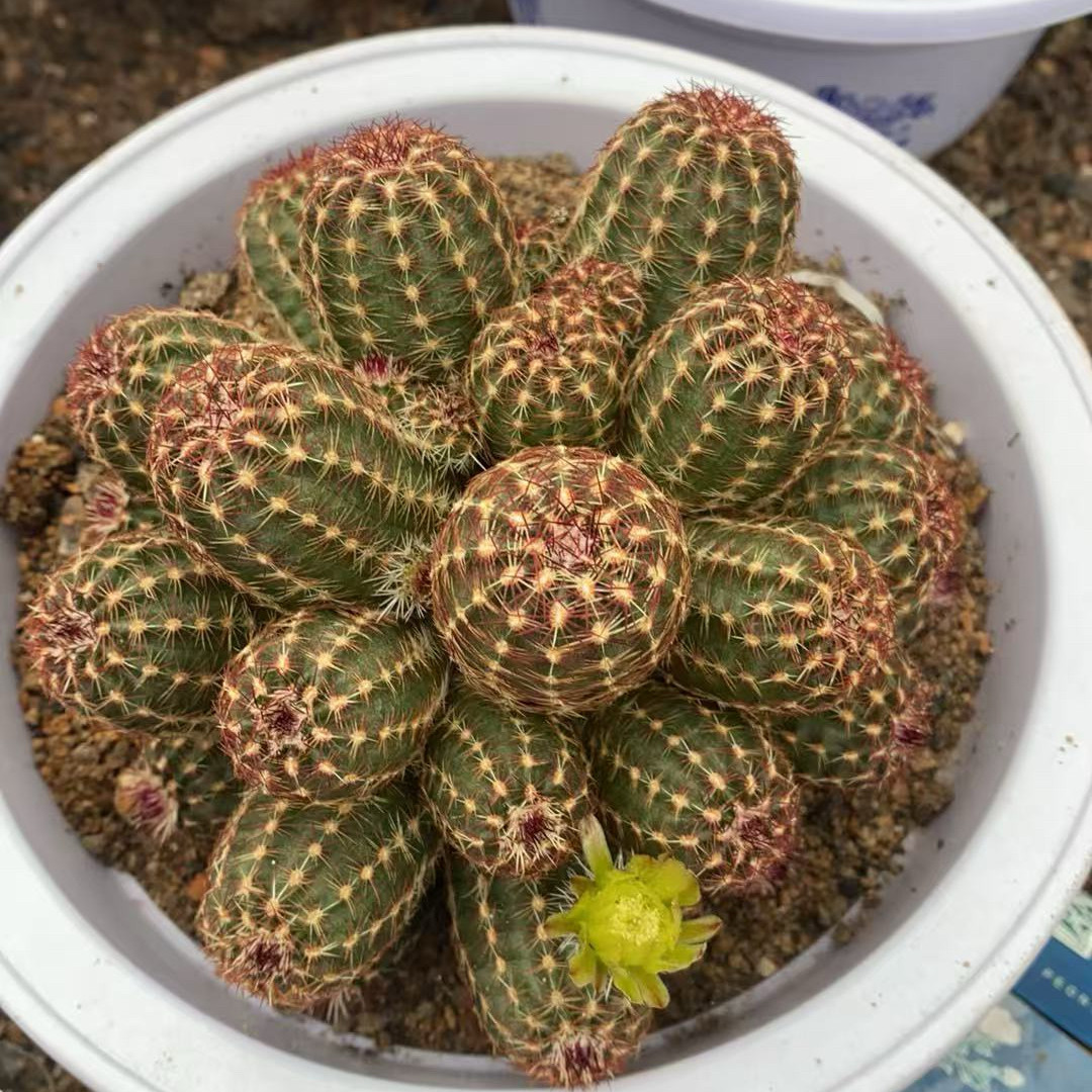 多头青花虾仙人球美观易养含盆带土栽好室内阳台植物包邮