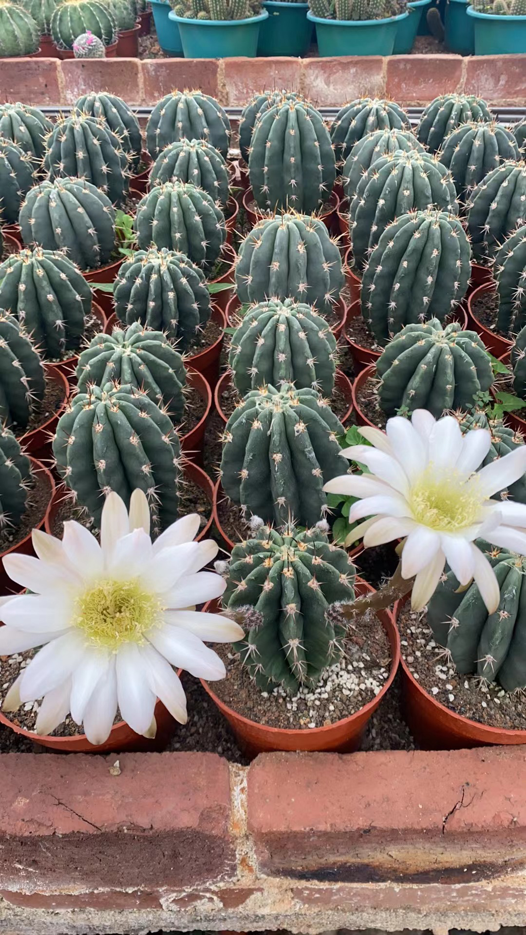 实生醉翁仙人球新品易养易开花室内阳台含盆带土栽好包邮