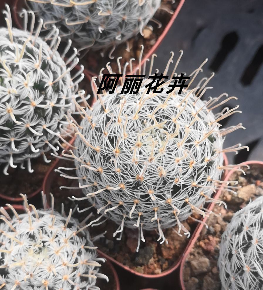 实生杜威丸仙人球办公室内阳台防辐射含盆带土栽好包邮美观