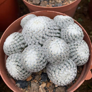 多头精巧殿仙人球四季植物室内懒人好养办公室桌面阳台高档盆栽