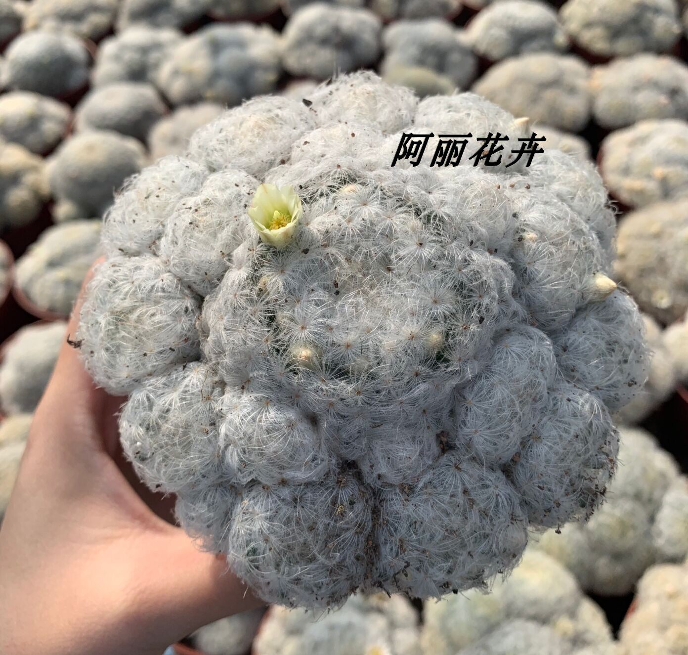 超大实生多头白星仙人球易开花室内室外含盆带土栽好包邮