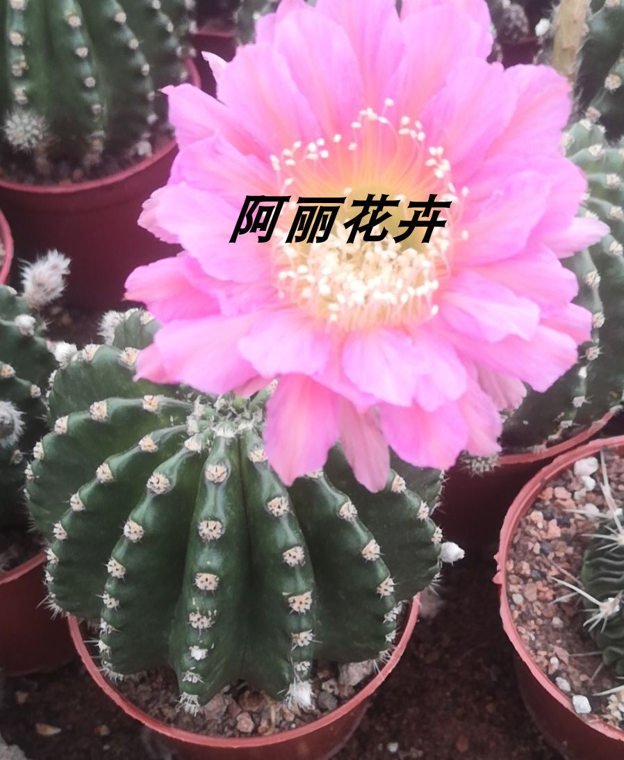 新款浓桃筋开大花仙人球室内阳台绿植含盆带土栽好包邮