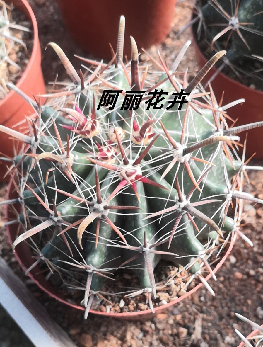 开花仙人球组合盆栽多肉植物