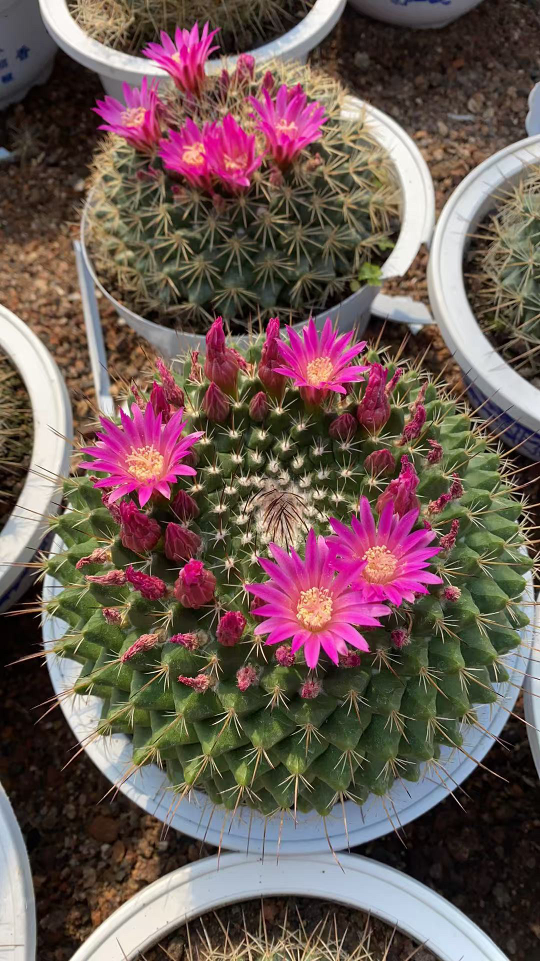 实生紫光殿仙人球开紫花带花苞寓意好阳台室内植物