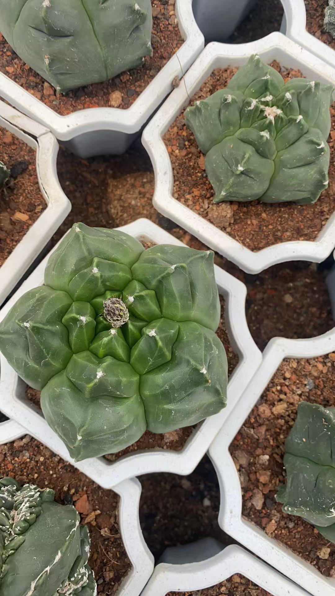 实生超大稀有龟甲鸾凤玉一物一拍仙人球含盆带土栽好包邮