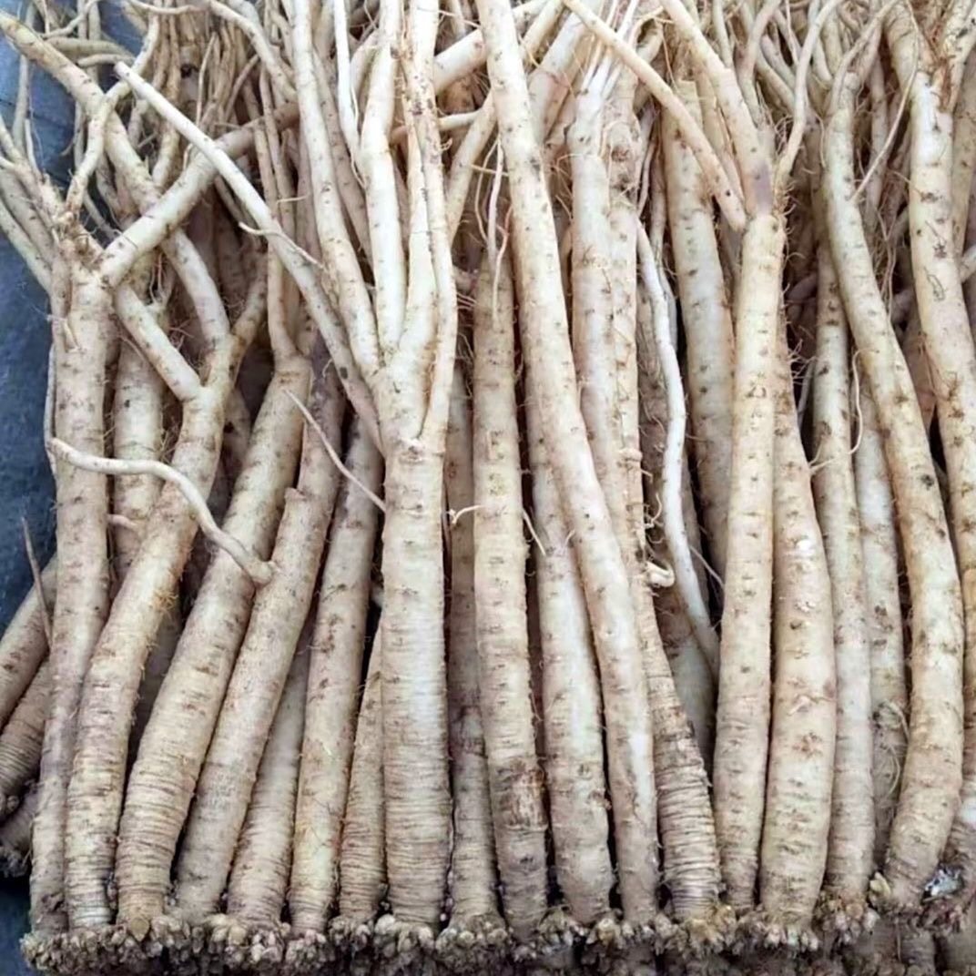 甘肃定西新鲜党参陇西新鲜党参无硫无添加新鲜党参煲汤党参苗子