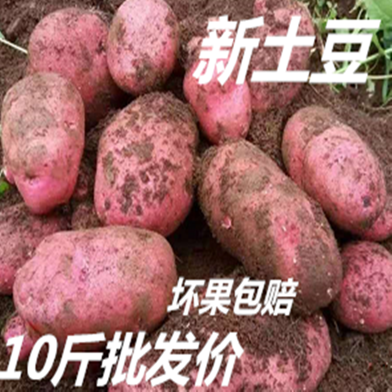红皮黄心土豆定西马铃薯