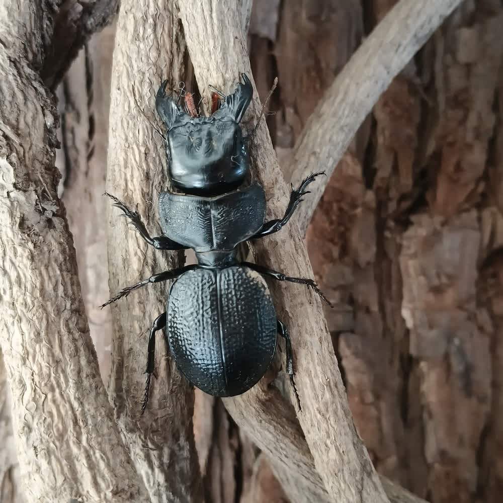 戴氏恐蝼步crepidopterus decorsei甲吉丁蝴蝶甲虫锹甲标本艺术品