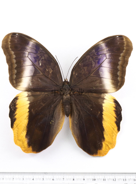 黑猫头鹰环蝶 Caligo atreus原蝶 A1未展翅定制教育科普节日礼品