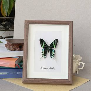 锦纹剑尾蛾 月亮蛾 装饰画摆件工艺品 礼品标本昆虫罕见生日礼物