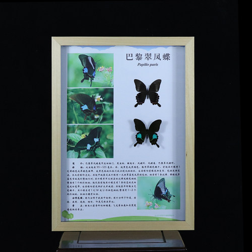 中昆蝴蝶展品定制科普教学
