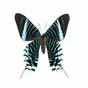 月亮蛾Urania leiluz日落蛾 未展翅标本原蝶 展翅装相框礼物礼品