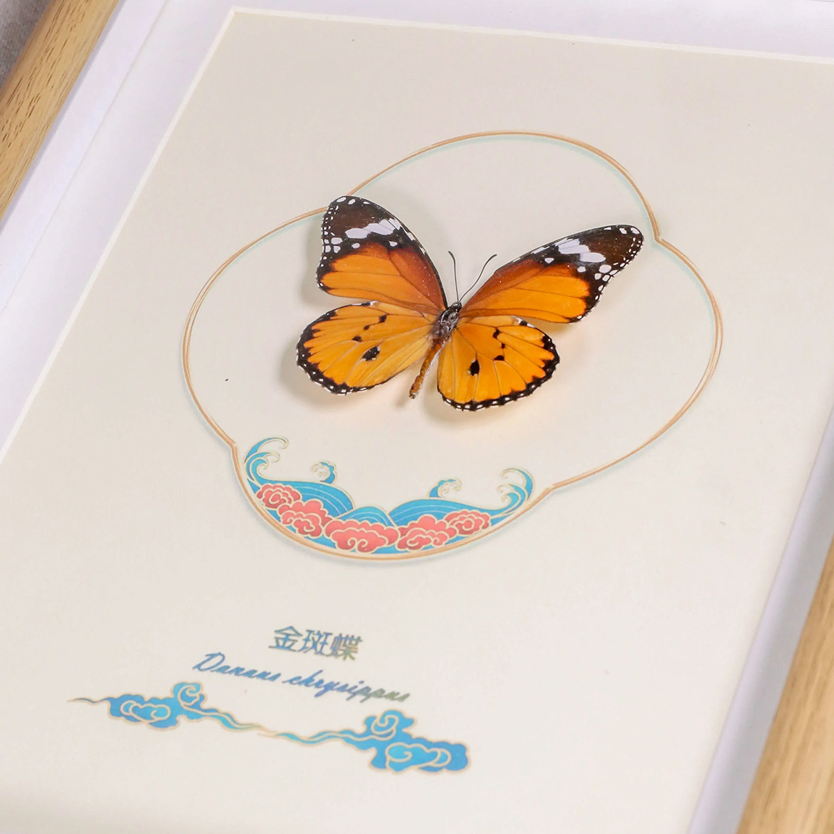 蝴蝶标本 金斑蝶  展示框礼物摆件相框真蝴蝶装饰画生日礼物挂画图片