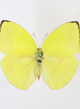 土黄菲粉 Rhabdodryas trite原蝶A1未展翅真标本科普教学装饰礼品