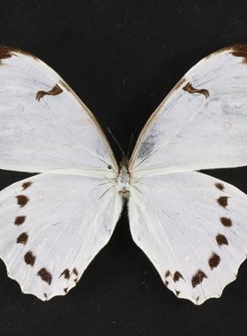 多音白闪蝶 Morpho polyphemus展示框展品摆件礼品真蝴蝶生日礼物