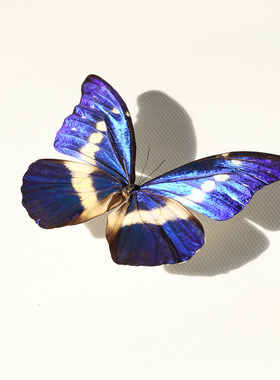 海伦娜尖翅蓝闪蝶 Morpho polyphemus展示框展品摆件礼品真蝴蝶