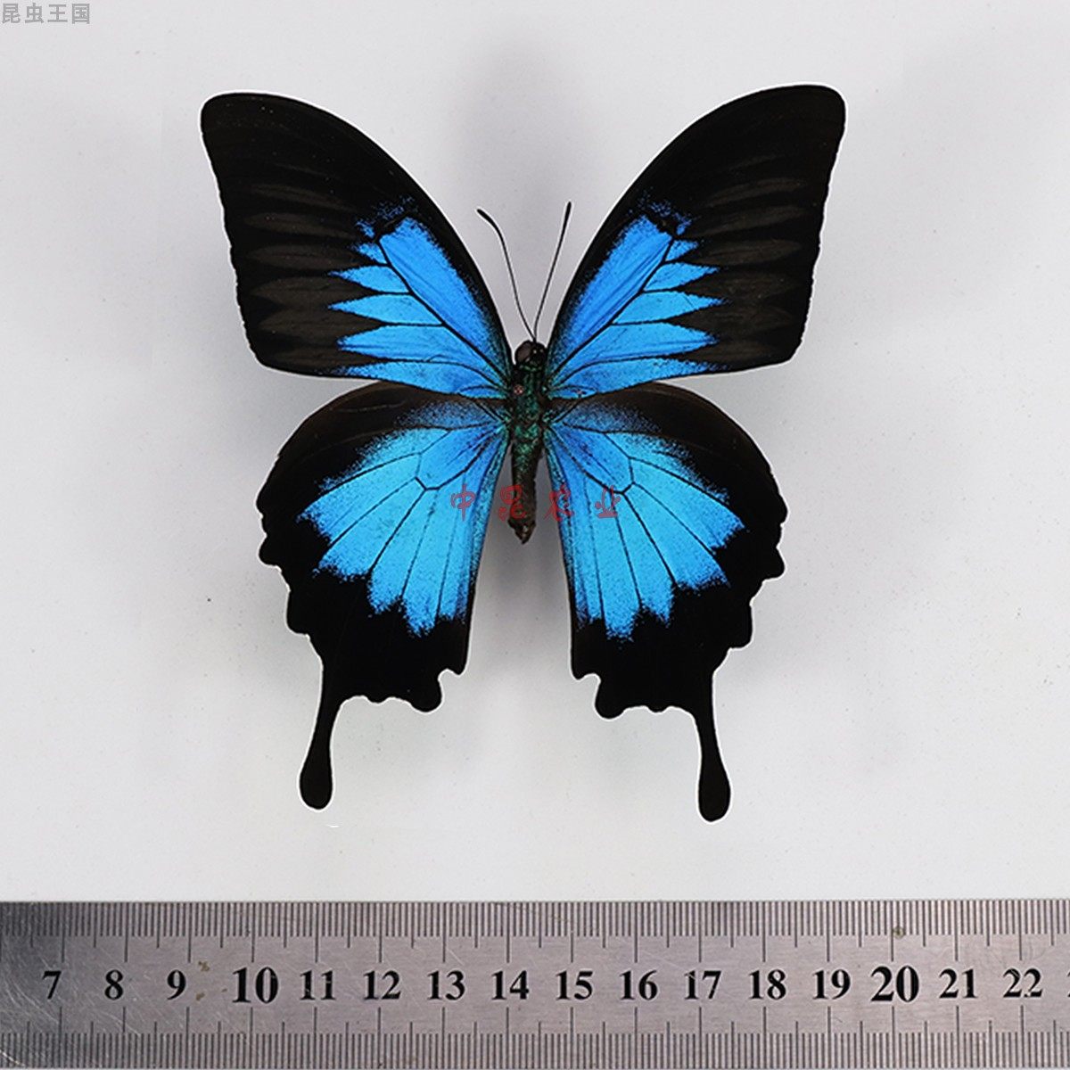 天堂凤蝶papilio ulysses国外蝴蝶a1未展翅原蝶 定制节日礼品