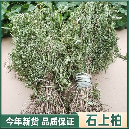 中药材石上柏岩柏草500克包邮 石上柏中草药地柏江南卷柏草