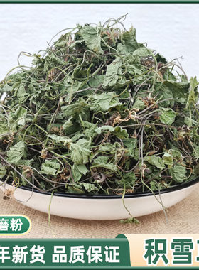 中药材野生积雪草新鲜晒干